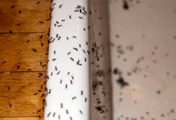 Best Local Pest Control Services  in Lindon, UT
